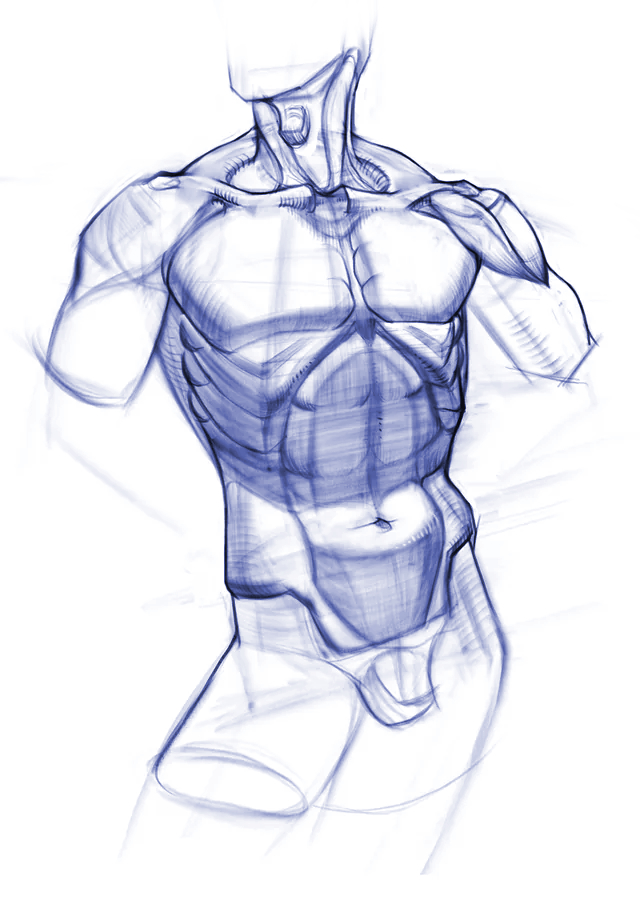 Dibujo de un torso humano para diagnóstico